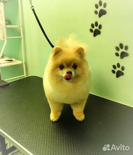 Стрижка собак и кошек(груминг)