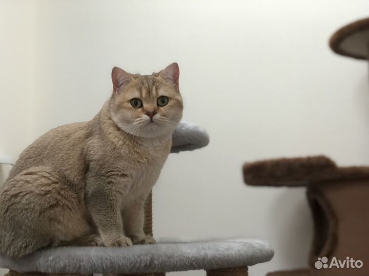 Зоогостиница/Зооняня/Стрижка/Передержка кошек