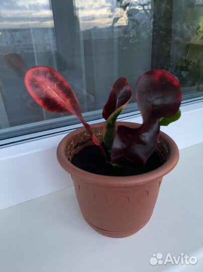 Комнатные цветы кротон