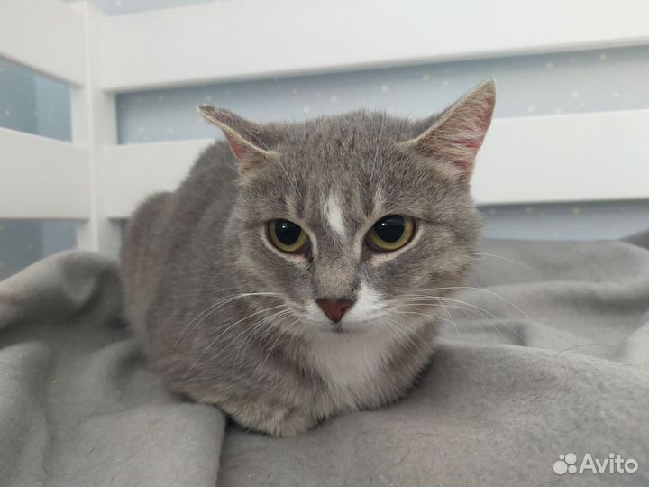 Очень тихая кошка