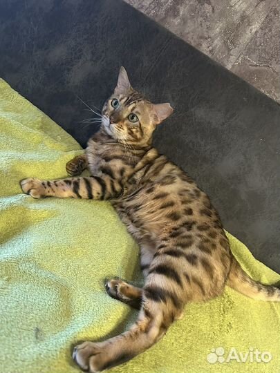 Кот Бенгал