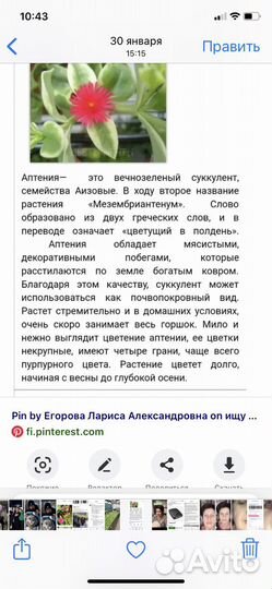 Аптения