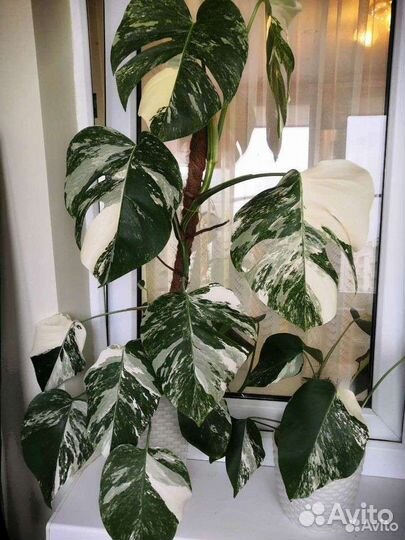 Монстера альба