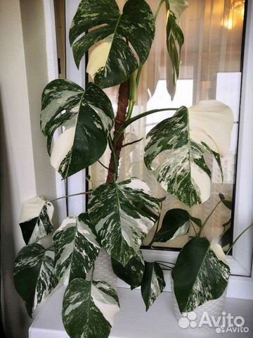 Монстера альба