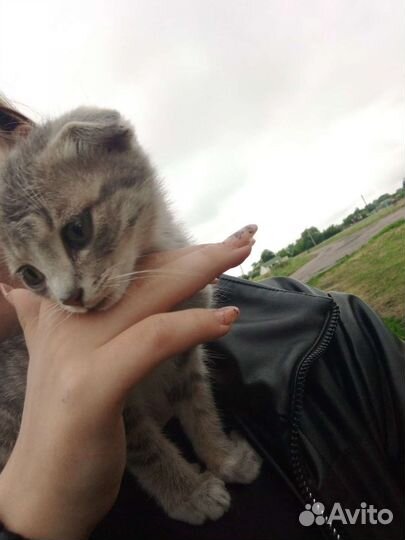 Британская кошка