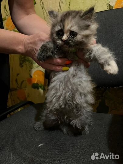 Котята шотландцы