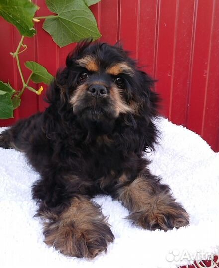 Американский кокер спаниель девочка 4,5 месяца