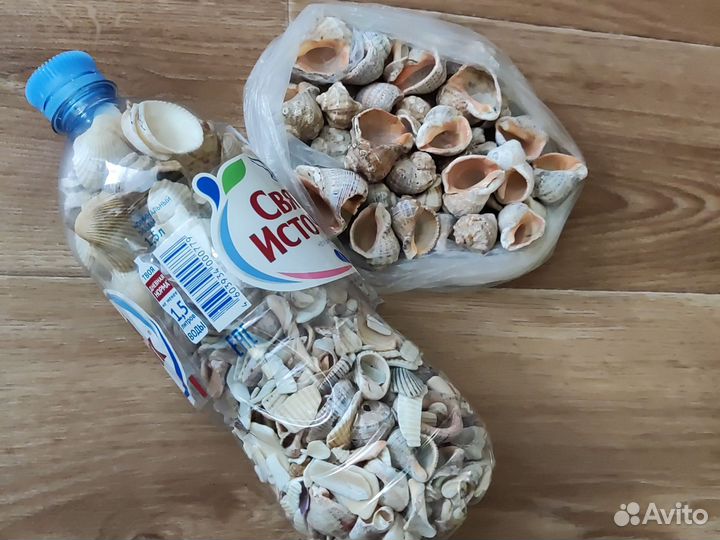 Ракушки черноморские