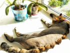Стрижка кошек, экспресс-линька объявление продам