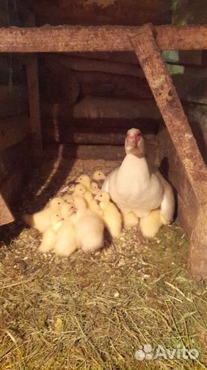 Семья индоутки