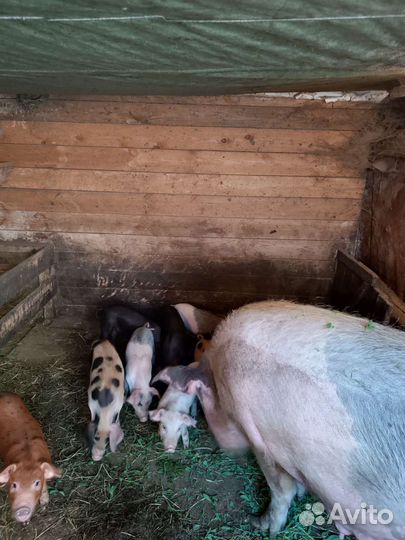 Поросята
