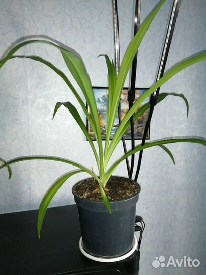 Комнатные цветы