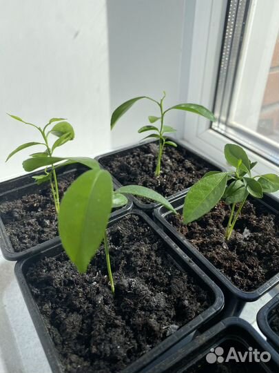 Мандарин растение