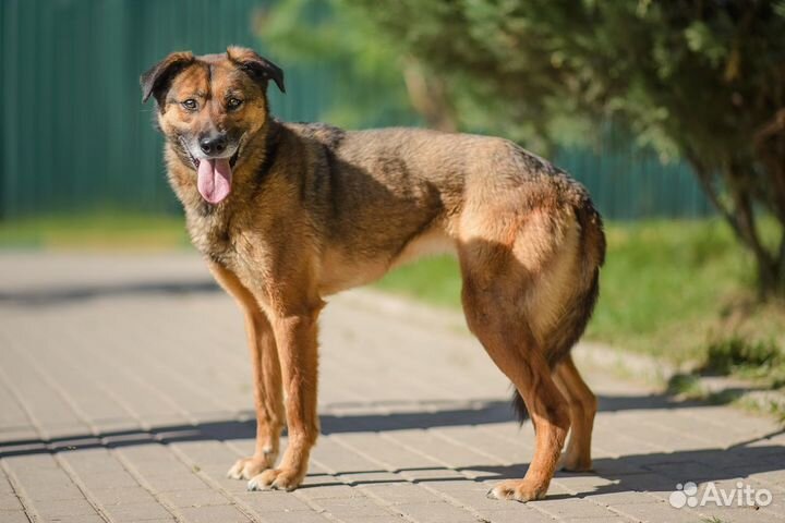 Собака Верта