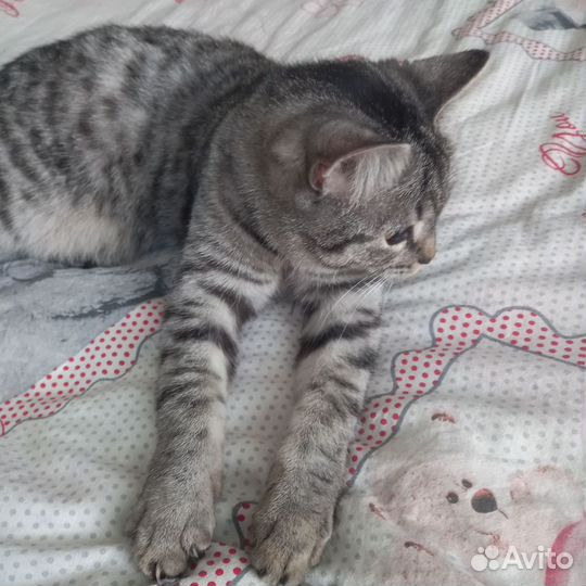 Кошка с когтеточкой