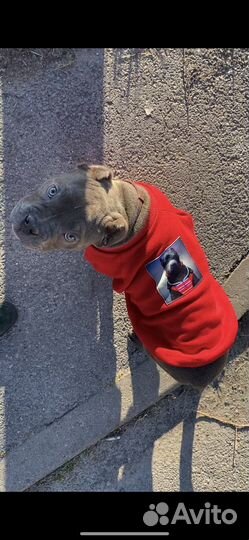 Пошив одежды для собак