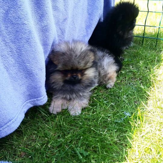 Без предоплат.Мини клопики померанцы беби-фейс