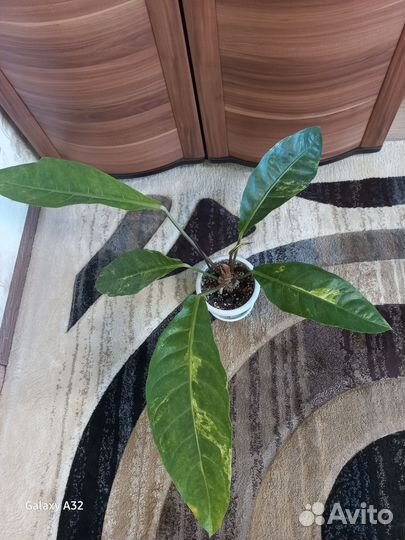 Антуриум декоративнолистный