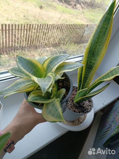 Сансевиерия сортовая