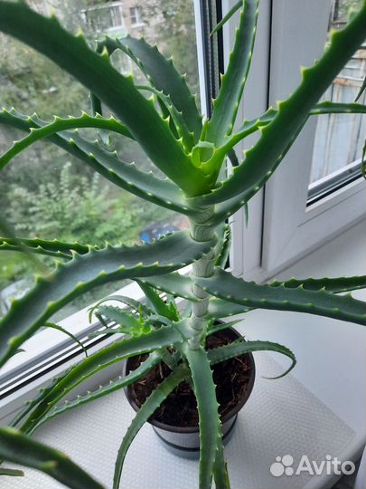 Алоэ древовидное (столетник)