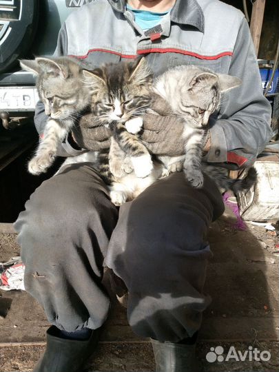 Котята в добрые руки