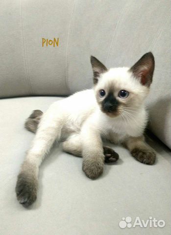 Котёнок Меконгского бобтейла объявление продам