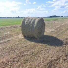 Продам сено в рулонах