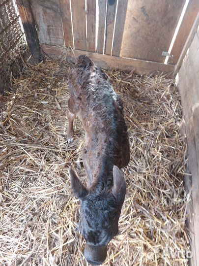 Телёнок телочка телка корова