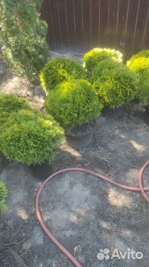 Туя шаровидная даника