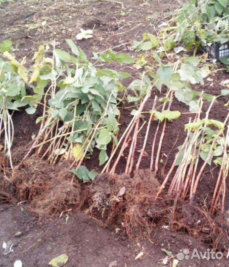 Ремонтантная малина кусты