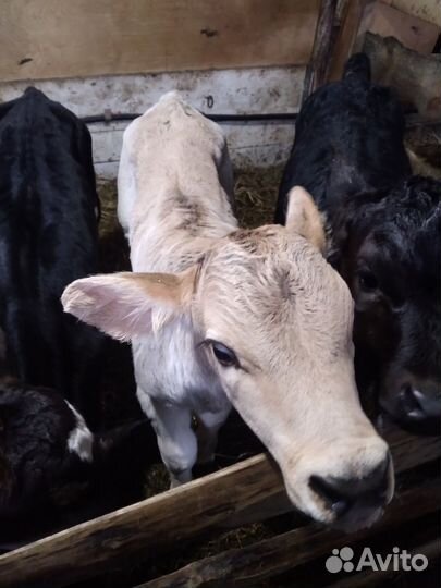 Телята телочки