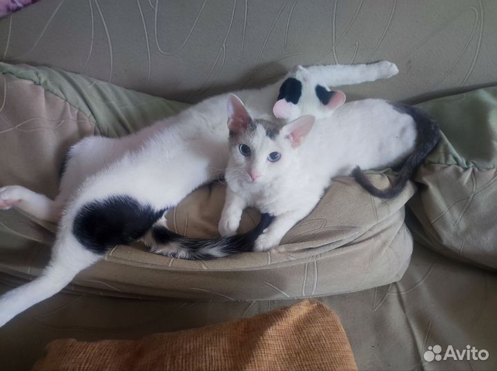 Корм для собак сириус 10 кг