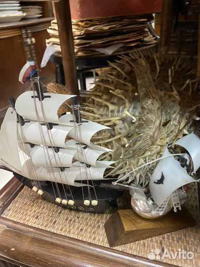 Морские раковины, кораллы