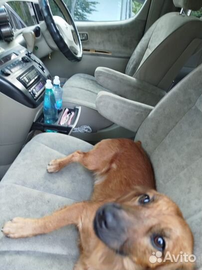 Молодой кобелек