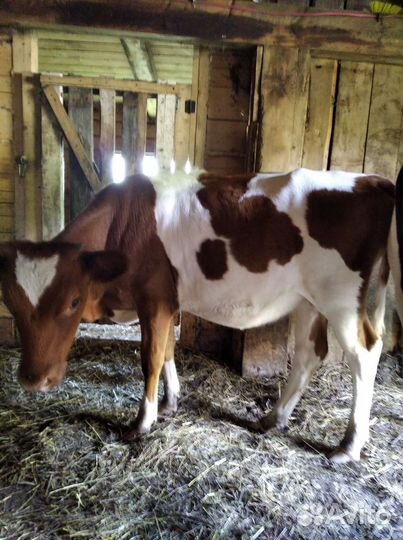 Продам скот