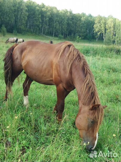 Лошадь жеребец