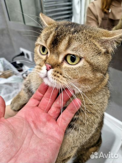 Стрижка кошек в 4 руки, груминг, грумер