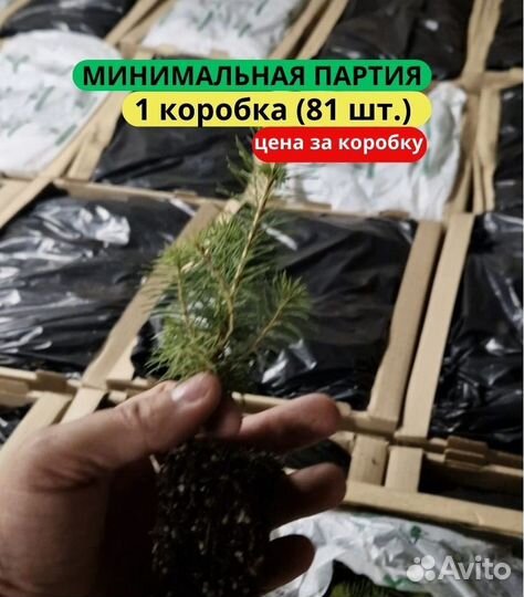 Саженцы сосны обыкновенной зкс