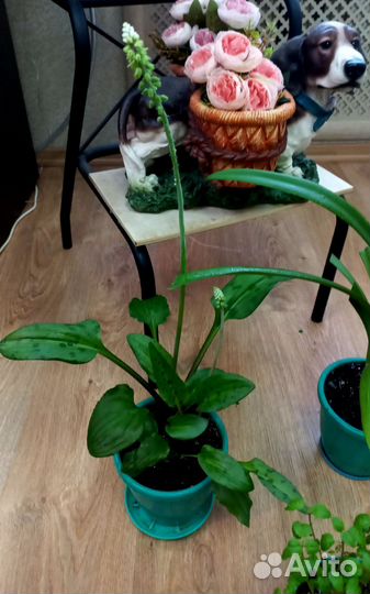 Цветы в горшках