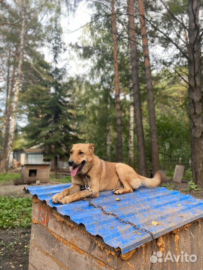 Собака в добрые руки