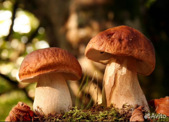 Сборщик грибов вахта от 15 смен с питанием