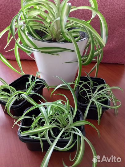 Хлорофитум кудрявый
