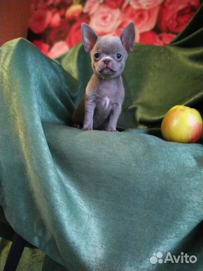 Сиреневые девочки