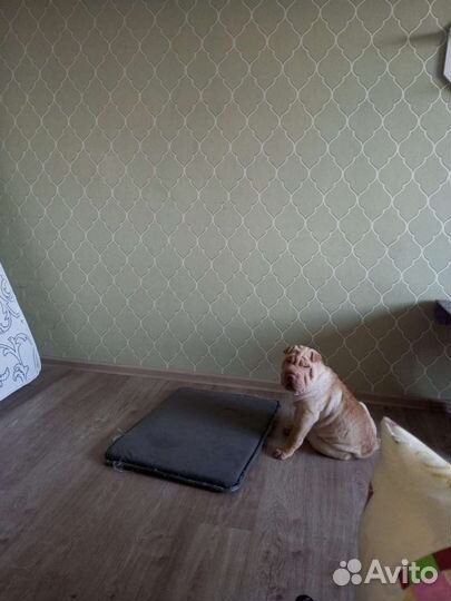 Собаки щенки