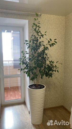 Бенджамина большой