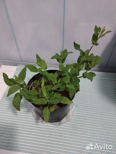 Шалфей дубравный Карадонна