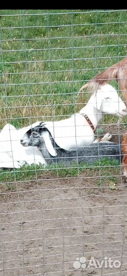 Козочка, дойные козы