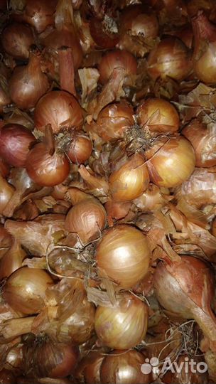 Лук Семейный. На семена