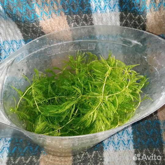 Аквариумное растение роголистник