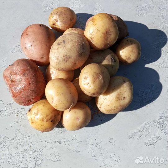 Картофель свежий урожай